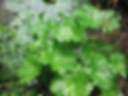 Darmera peltata by water