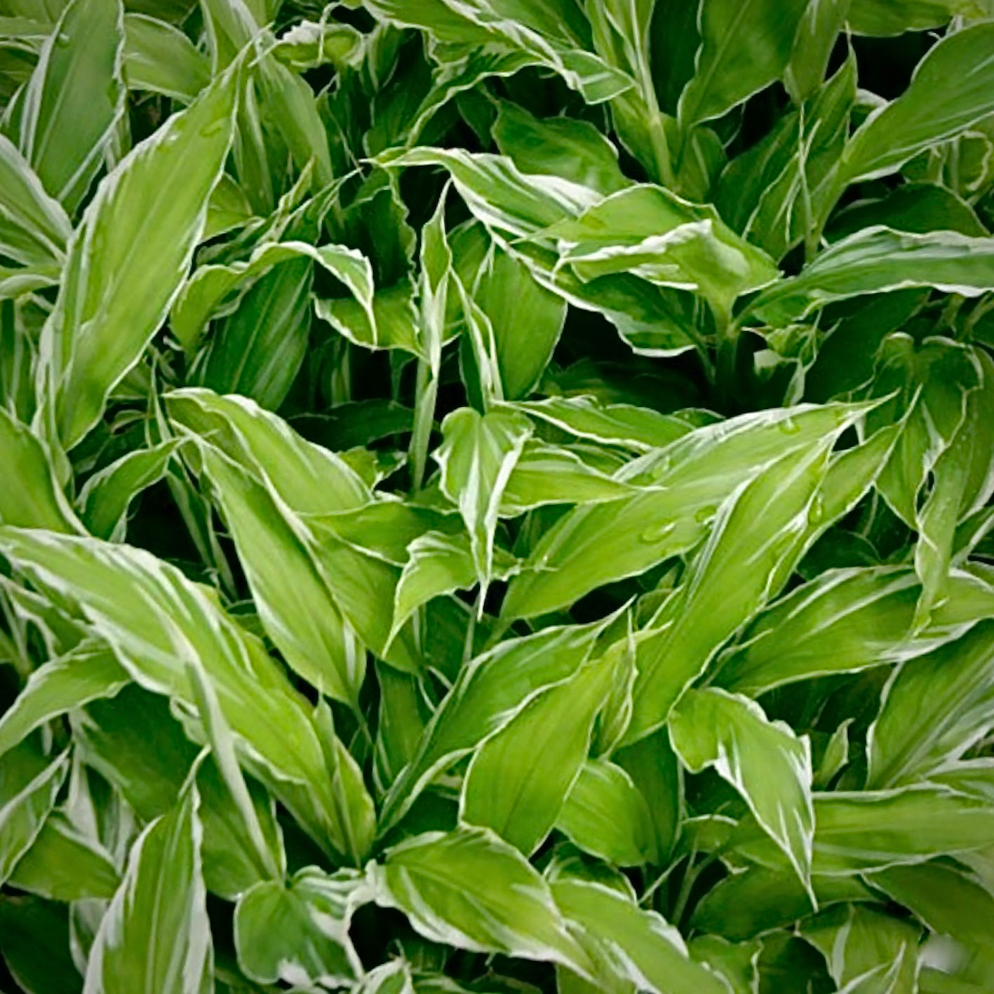 Zingiber mioga 'White Feather'