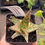 Thumbnail: Aloe 'Chendo' hybrid Aloe for sale