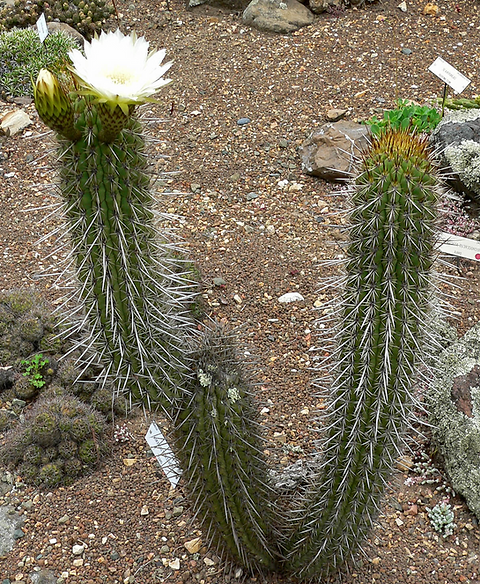 Trichocereus chilensis (Echinopsis chiloensis) | Blue Nurseries Ltd