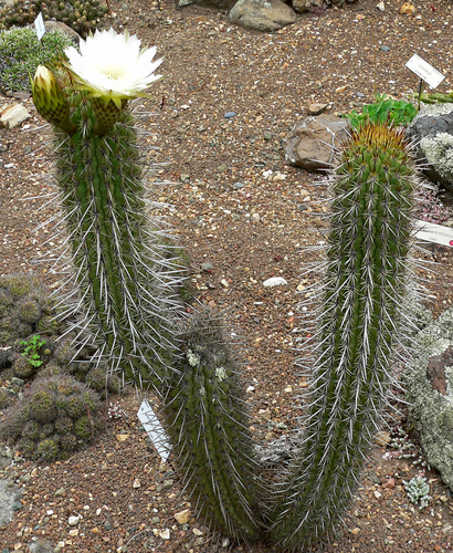サボテン Trichocereus chilensis file.png