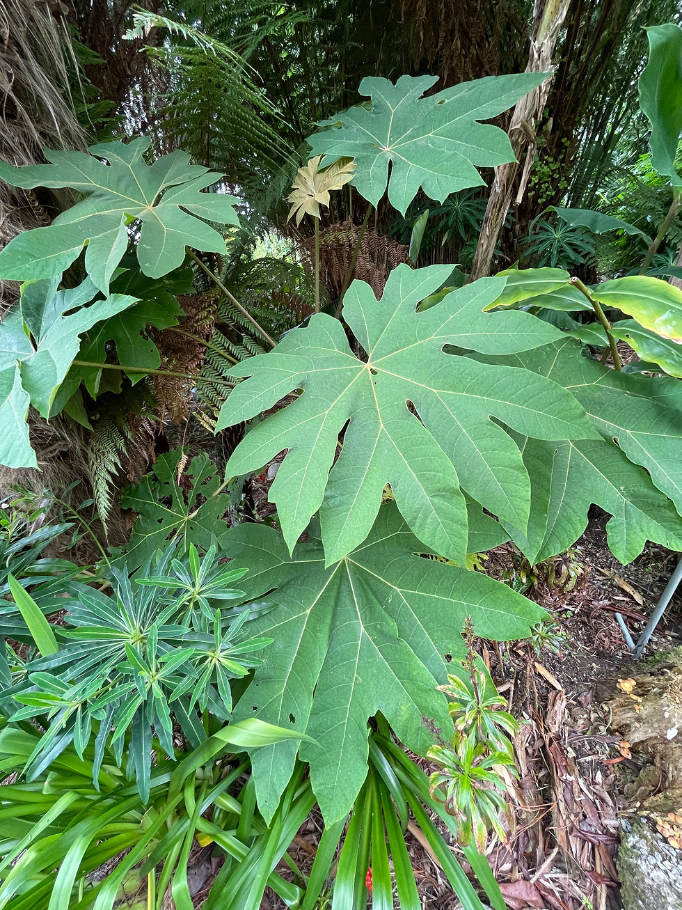 Tetrapanax papyrifera 'Rex' hardy exotic plant