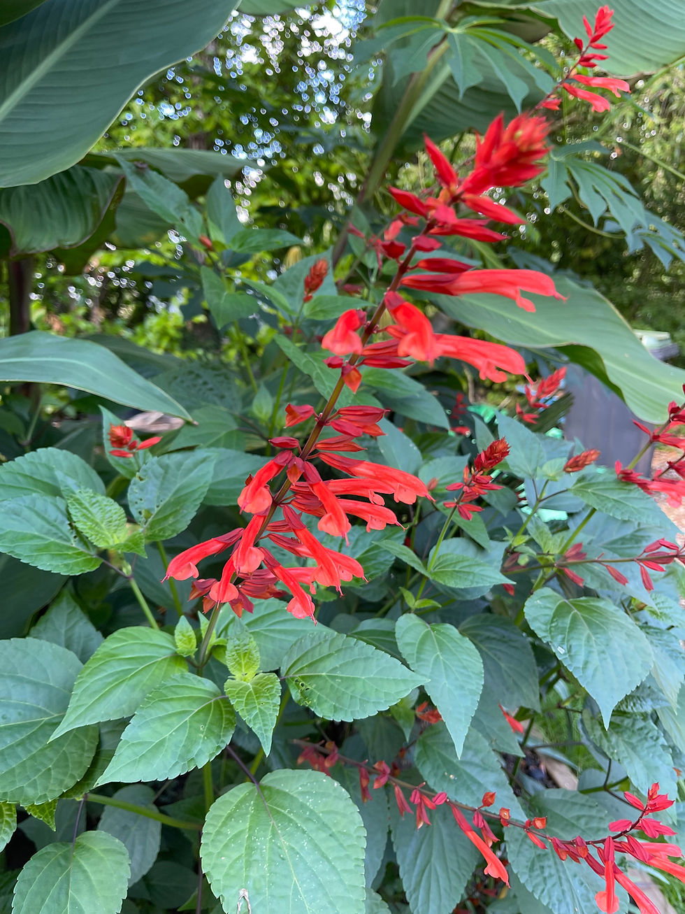 Salvia coccinea