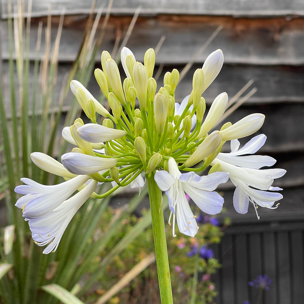 Agapanthus 'Phantom' flowering at Blue Nurseries