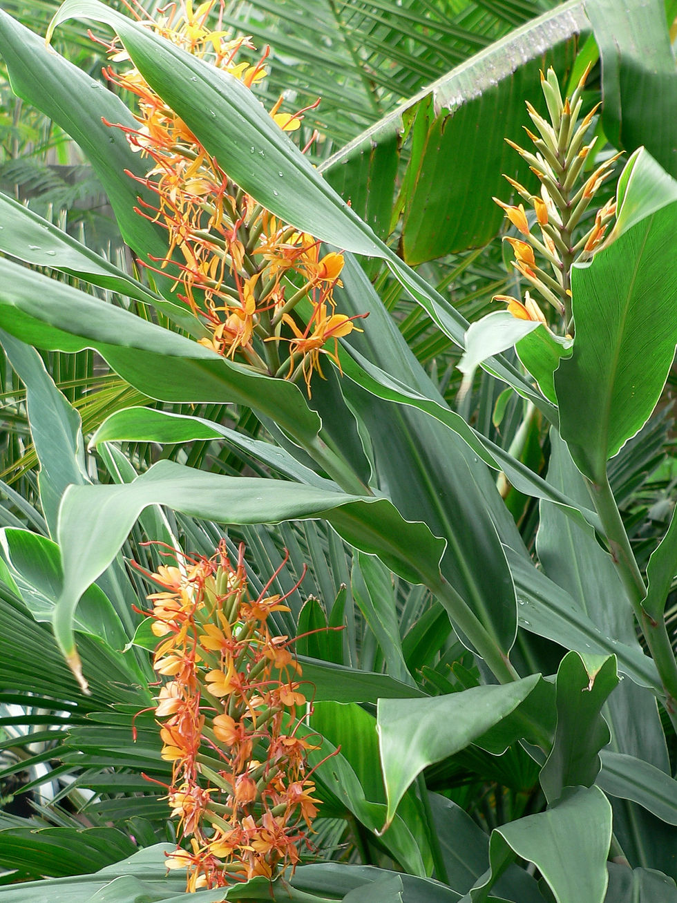 Hedychium coccineum 'Tara'