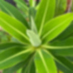 Euphorbia x pasteurii for sale at Blue Nurseries