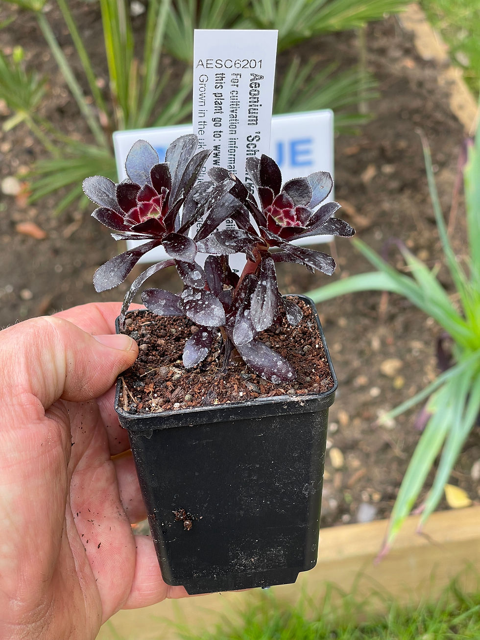Thumbnail: Aeonium ‘Schwarzkopff’in a 7cm pot