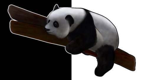 Panda