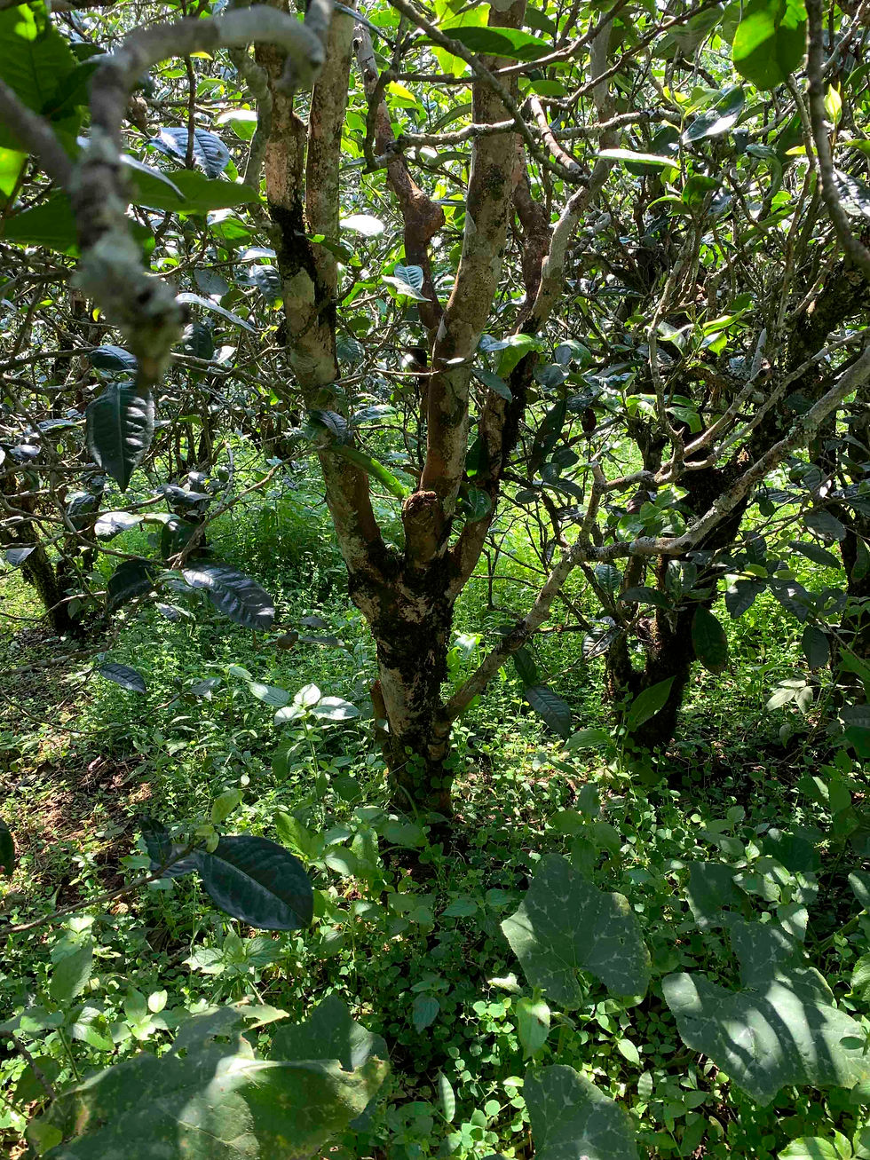 Thumbnail: wild tea tree