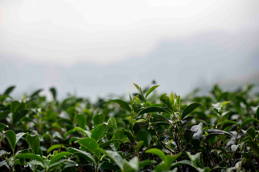 Thumbnail: Молочный улун