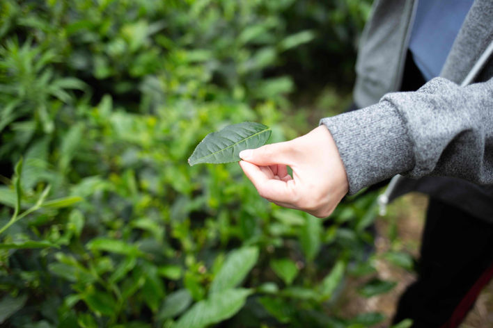 organic white tea