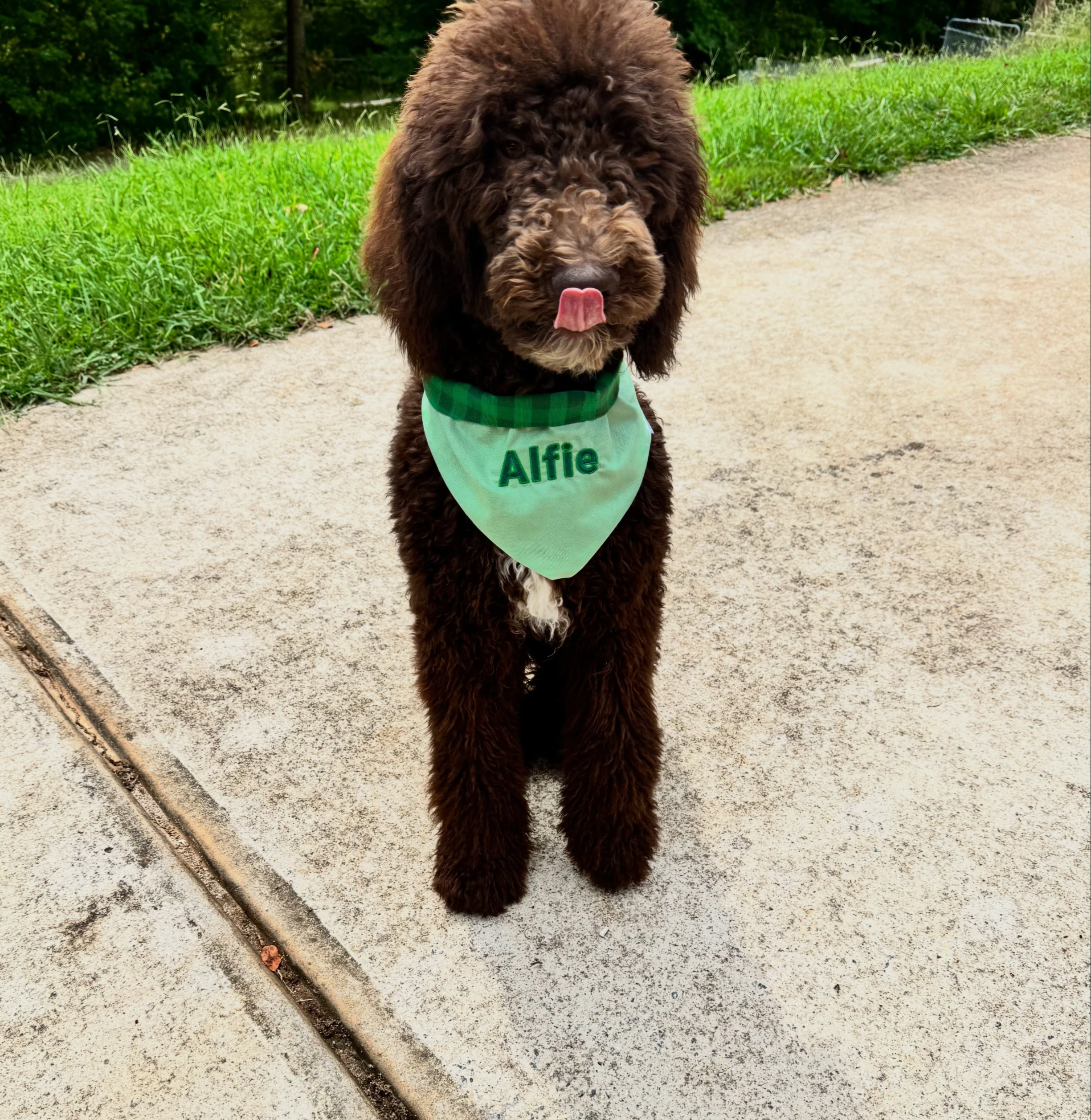 Alfie the poodle wearing a green personalized bandana