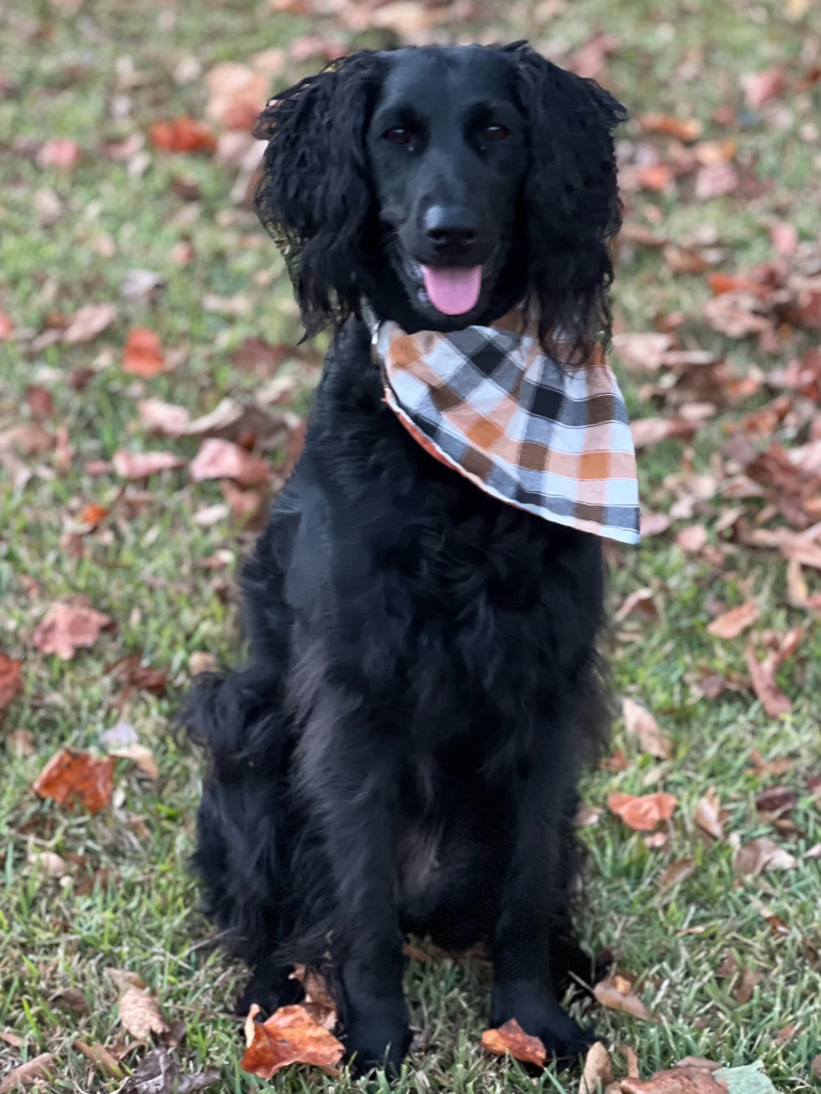 A dog wearing a handmade reversible bandana from Zoe’s Bark Boutique