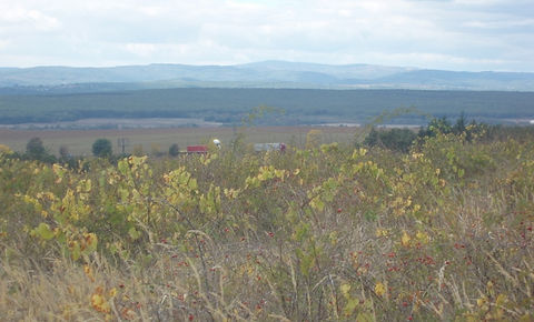 Looking to the right from plot
