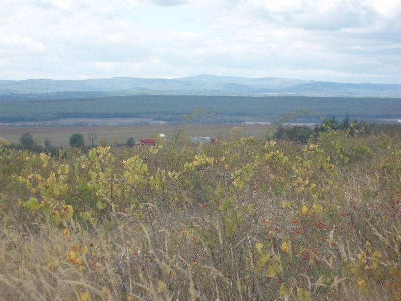 Looking to the right from plot