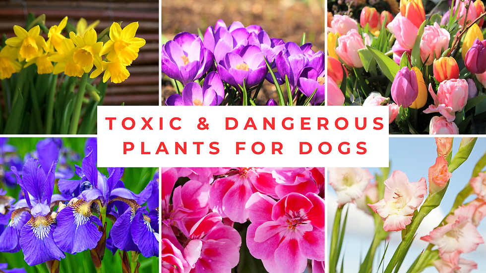 Toxic Flowers for Dogs