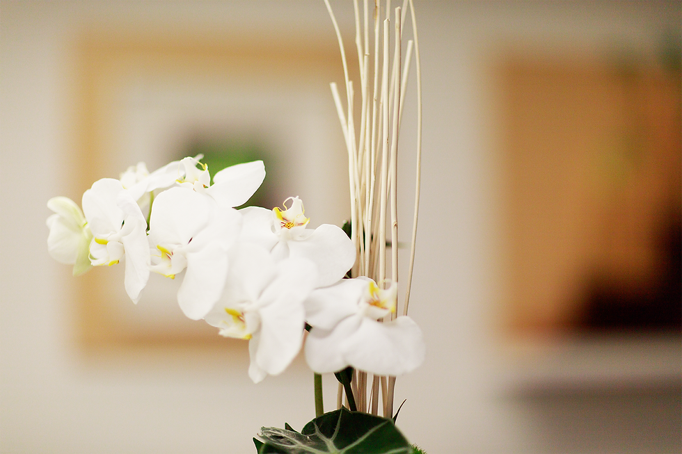 Orchidee