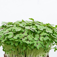 Cress microgreens growgreens.png