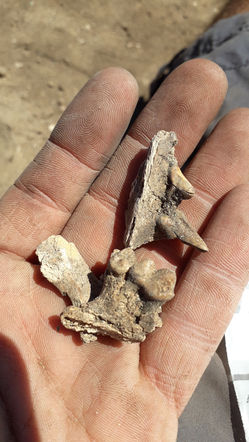 5000 years old dog bones