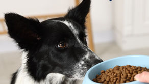 Donate a Dinner in honour of World Animal Day