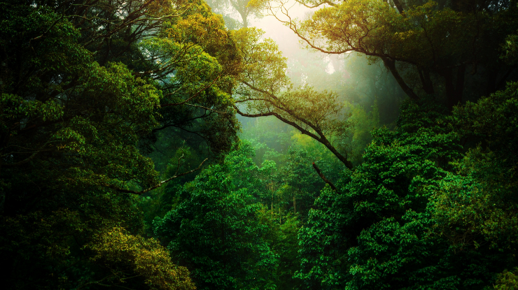 We planted 246 trees in 2020