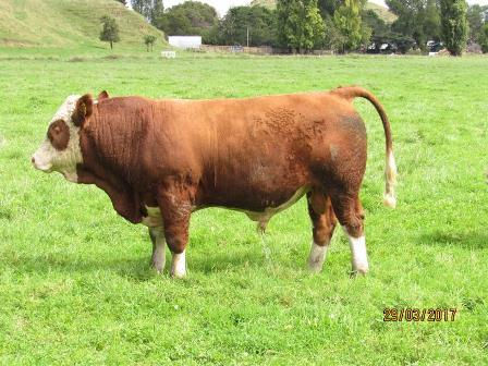 Kerrah Defender D620(P).jpg