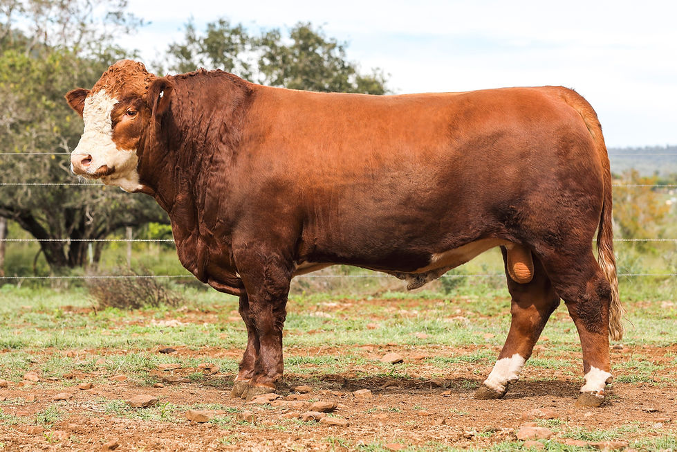 Lot 96_MT MOONEY RE INJECTION (Pp)_0C1A6347_edited.jpg