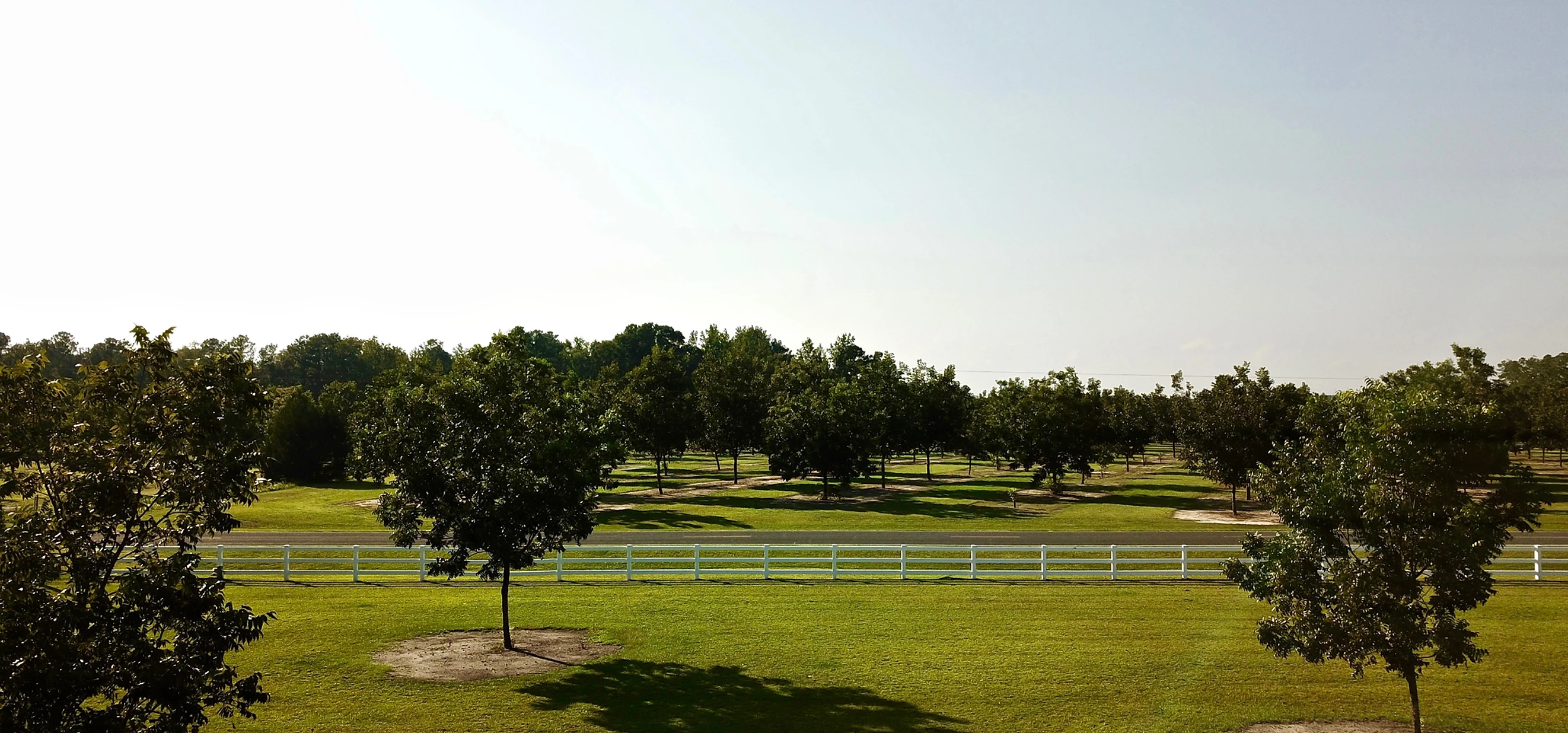 taylorpecan.webp