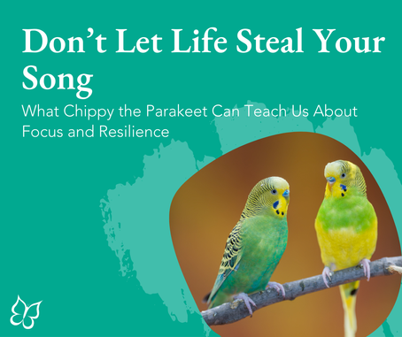 Don’t Let Life Steal Your Song: What Chippy the Parakeet Can Teach Us About Focus and Resilience