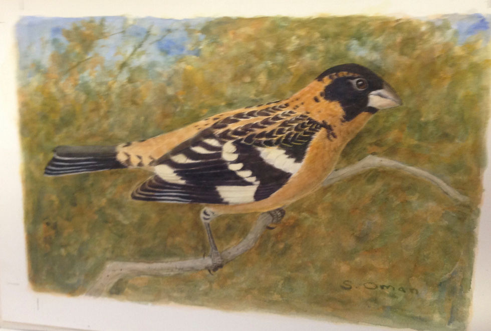 Red Headed Grosbeak