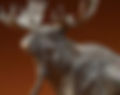 Bull Moose