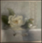 Grapevine Magnolia