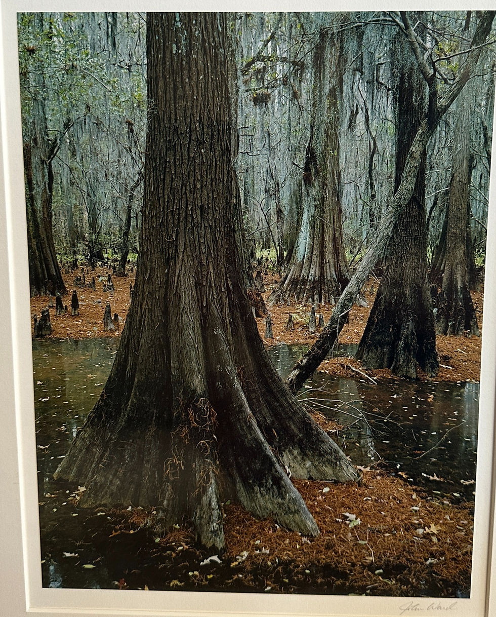 Cypress Swamp, Caddo TX.