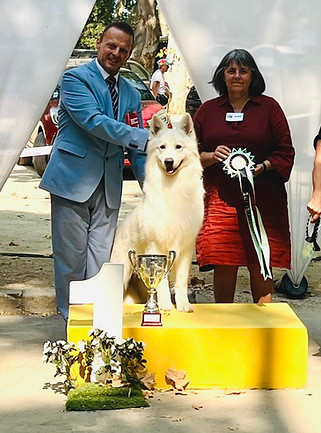 berger blanc suisse sur un podium d'exposition
