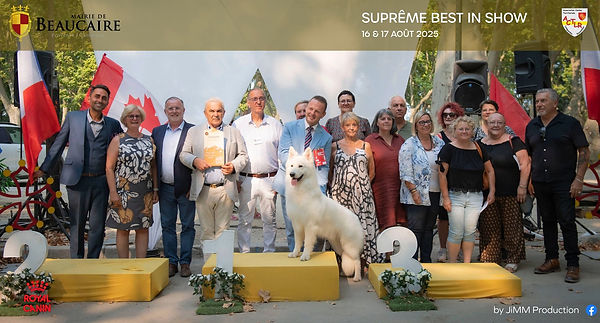 berger blanc suisse debout sur un podium supreme best in show