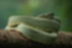 Pitviper screensaver-02638.jpg