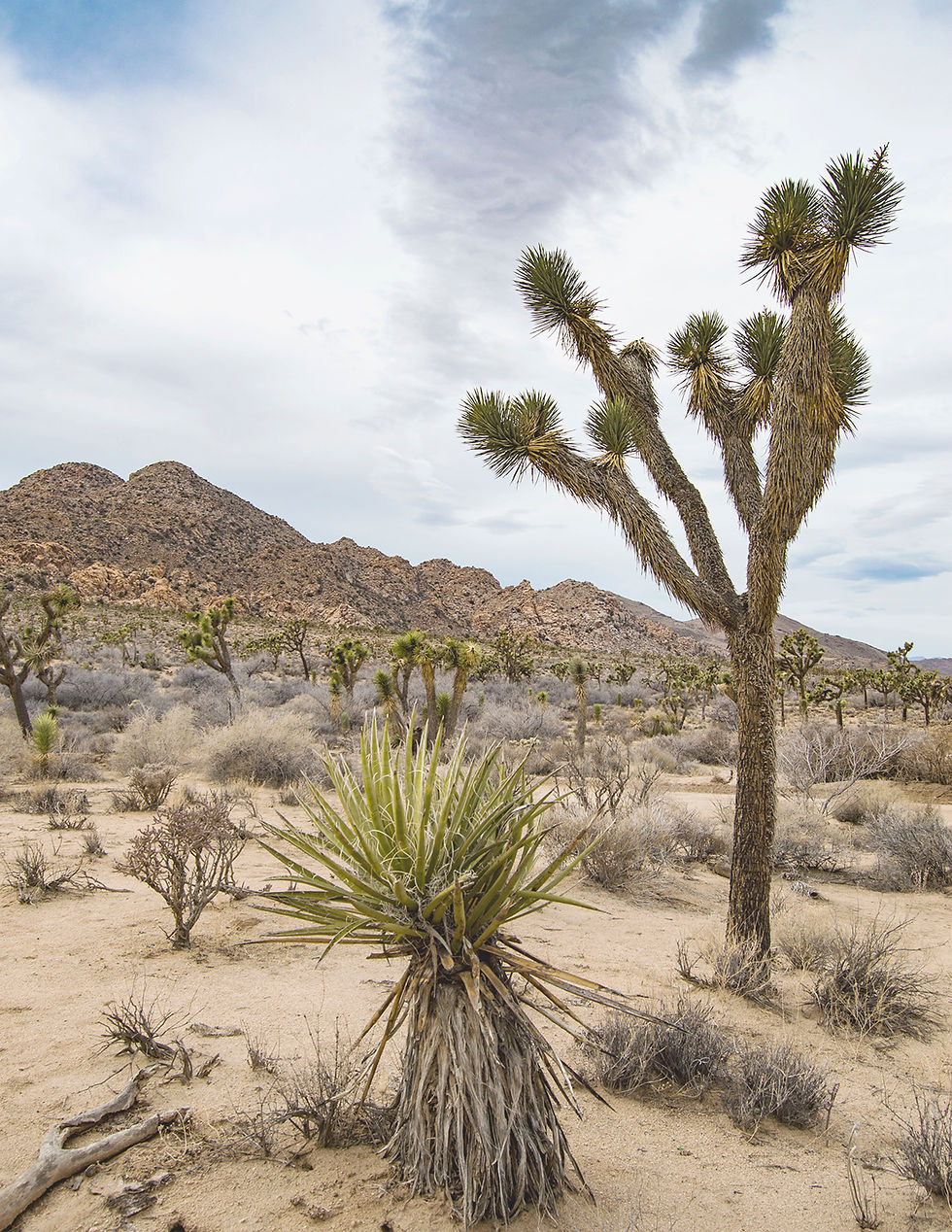 joshua tree 2