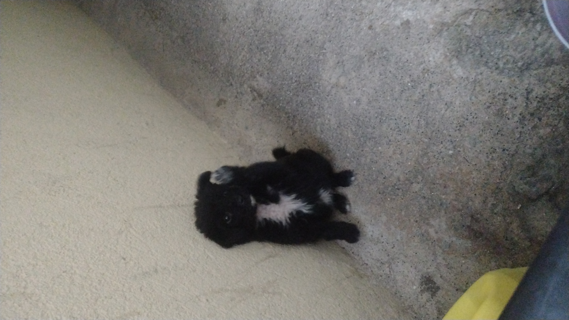 Oreo
