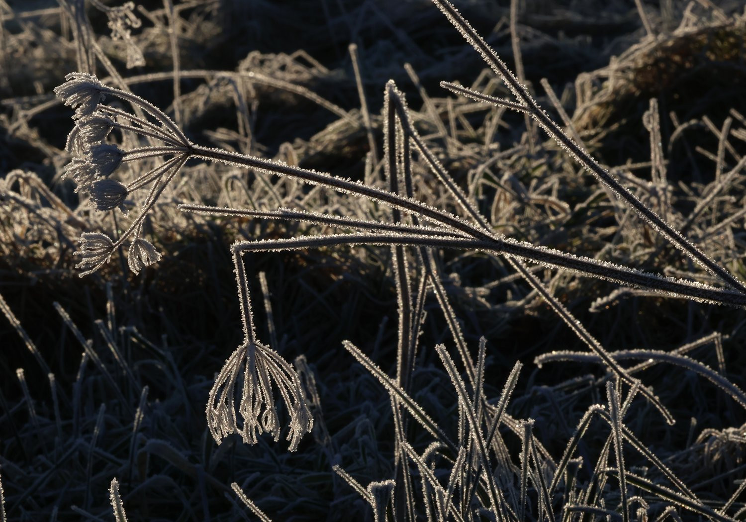 Frozen at First Light