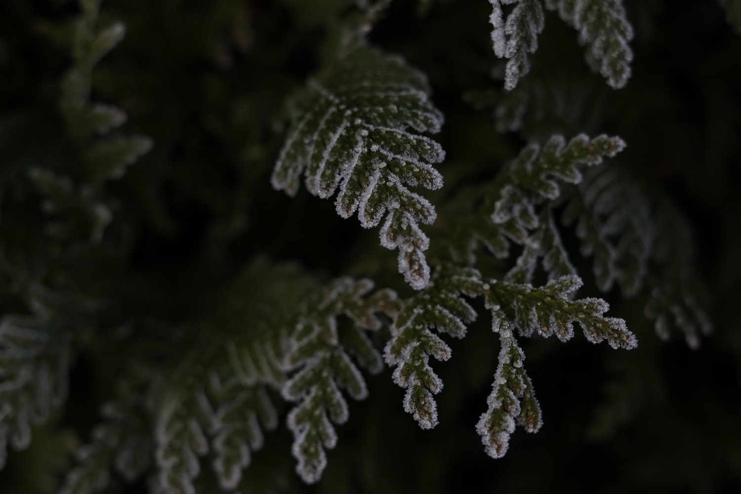 Whispers of Winter Dawn