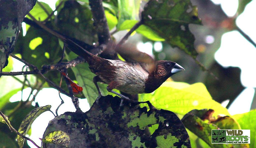 SCALY BRESTED MUNIA.jpg