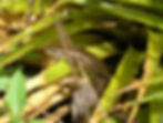 Mabuya falconensis