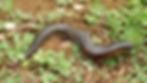 Mochlus guineensis