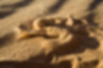 Scincus scincus