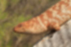 Egernia stokesii badia