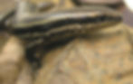 Mabuya nebulosylvestris