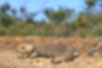 Tiliqua rugosa