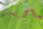 Lygosoma quadrupes