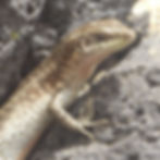 Chioninia stangeri
