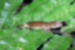 Sphenomorphus cryptotis